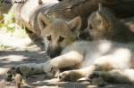 Polarwolfwelpen    ...
