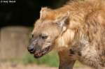 Kopf einer T�pfelhy�ne  ...  Andy Hensel 10.07.2010