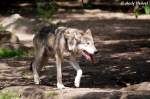 Wolf (Eurasischer Wolf - Europa, Skandinavien, Russland, China, Mongolei, Himalaya) ...