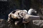 G�nsegeier    ...  Andy Hensel 10.07.2010