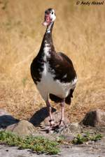 spornganse-plectropterus Sporngans