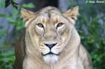 Indische L�win   ...  Andy Hensel 10.07.2010