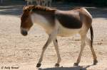 Kiang    ...  Andy Hensel 10.07.2010