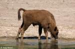 Junger Wisent   ...