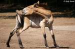 Przewalski-Pferd    ...  Andy Hensel 10.07.2010