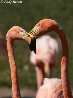 rosa--chileflamingos-phoenicopterus Kubaflamingos