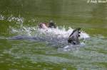 S�dafrikanischer Seeb�r   ...  Andy Hensel 10.07.2010