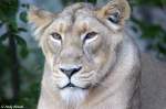 Indische L�win   ...  Andy Hensel 10.07.2010