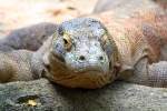 Komodowaran im Singapore Zoo ...  Karl Seltenhammer 10.07.2010