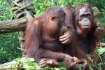 Orang Utans im Singapore ...  Karl Seltenhammer 10.07.2010