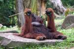Orang-Utans Orang Utan im Singapore Zoo am 11.Mai 2010.