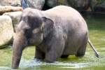 Asiatischer Elefant im Singapore ...  Karl Seltenhammer 11.07.2010