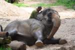 Asiatischer Elefant im Singapore ...  Karl Seltenhammer 11.07.2010