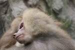 Hamadryas Baboon (Papio hamadryas), ...  Karl Seltenhammer 11.07.2010
