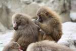 Hamadryas Baboon (Papio hamadryas), ...  Karl Seltenhammer 11.07.2010