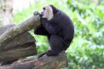 Lion-tailed Macaque (Macaca silenus), auf deutsch als Bartaffen oder Wanderus ...