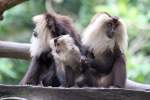 Lion-tailed Macaque (Macaca silenus), auf deutsch als Bartaffen oder Wanderus ...