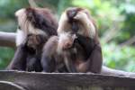 Lion-tailed Macaque (Macaca silenus), ...  Karl Seltenhammer 11.07.2010