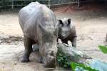 Nashorn mit Nachwuchs im ...  Karl Seltenhammer 11.07.2010