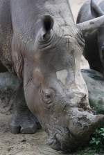 Nashorn im Singapore Zoo ...  Karl Seltenhammer 11.07.2010