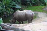 Nashorn im Singapore Zoo ...  Karl Seltenhammer 11.07.2010