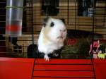  PAULI ,das MEERSCHWEINCHEN unseres Enkelkindes wartet auf Streicheleinheiten.  ...