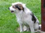 Mischlinge Dieser nette unbekannte Hund sucht anscheinend sein Herrl!