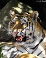 Sibirischer Tiger (Panthera tigris altaica) oder auch Amurtiger  ...