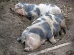 Bentheimer Landschwein (2 Fotos)