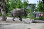 asiatische-elefanten Elefant im ZOO Z�RICH im Freigehege beim Beobachten von Arbeitern welche an einem neuen Gehege bauen.Foto vom 20.5.2010