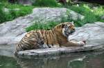 tiger-panthera-tigris ZOO Z�rich, ein Tiger beim 'Fressen'.Foto vom 20.5.2010.