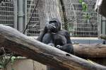 Gorillas 20.5.2010,Besuch im ZOO Z�rich.Ein GORILLA in seinem Gehege.
