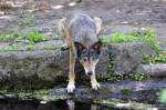 Wolf (Eurasischer Wolf)   ...
