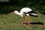 Wei�storch    ...  Andy Hensel 13.07.2010