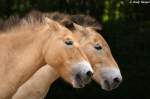 Wildpferde Przewalski-Pferde