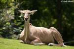 Gro�er Kudu (weibl.)  ...  Andy Hensel 13.07.2010