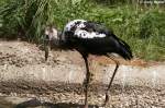 Maguaristorch    ...  Andy Hensel 13.07.2010