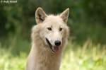 Polarwolf    ...