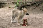  Hab vorhin ein Schaf gerissen.....war lecker. Das ist der Rest.  ...