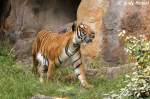 Indochinesischer Tiger oder auch Hinterindischer Tiger  ...
