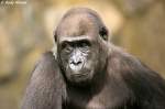 Westlicher Flachlandgorilla   ...  Andy Hensel 13.07.2010