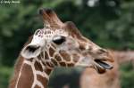 Kopf einer Netzgiraffe  ...  Andy Hensel 13.07.2010