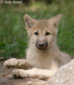 Polarwolfwelpe    ...