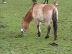Im Wisentgehege bei Springe.   ...