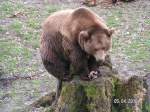 braunbaren-ursus-arctos Braunb�r im Wisentgehege bei Springe.