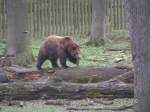 Braunb�r im Wisentgehege bei Springe.   ...