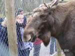Elchkuh im Wisentgehege bei Springe.   ...