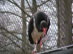 Im Wisentgehe bei Springe.   ...