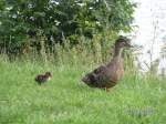 Familienidyll am Nord-Ostseekanal bei Sehestedt.   ...