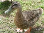 Ente am Nord-Ostsee-Kanal bei Sehestedt.   ...